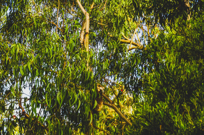 Najdete v koruně australského eukalyptu koalu?