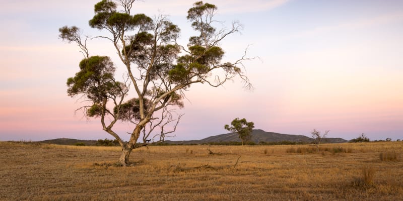 Některé australské stromy jsou prý plné zlata 