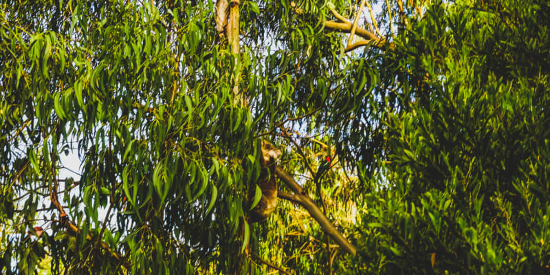 Najdete v koruně australského eukalyptu koalu?
