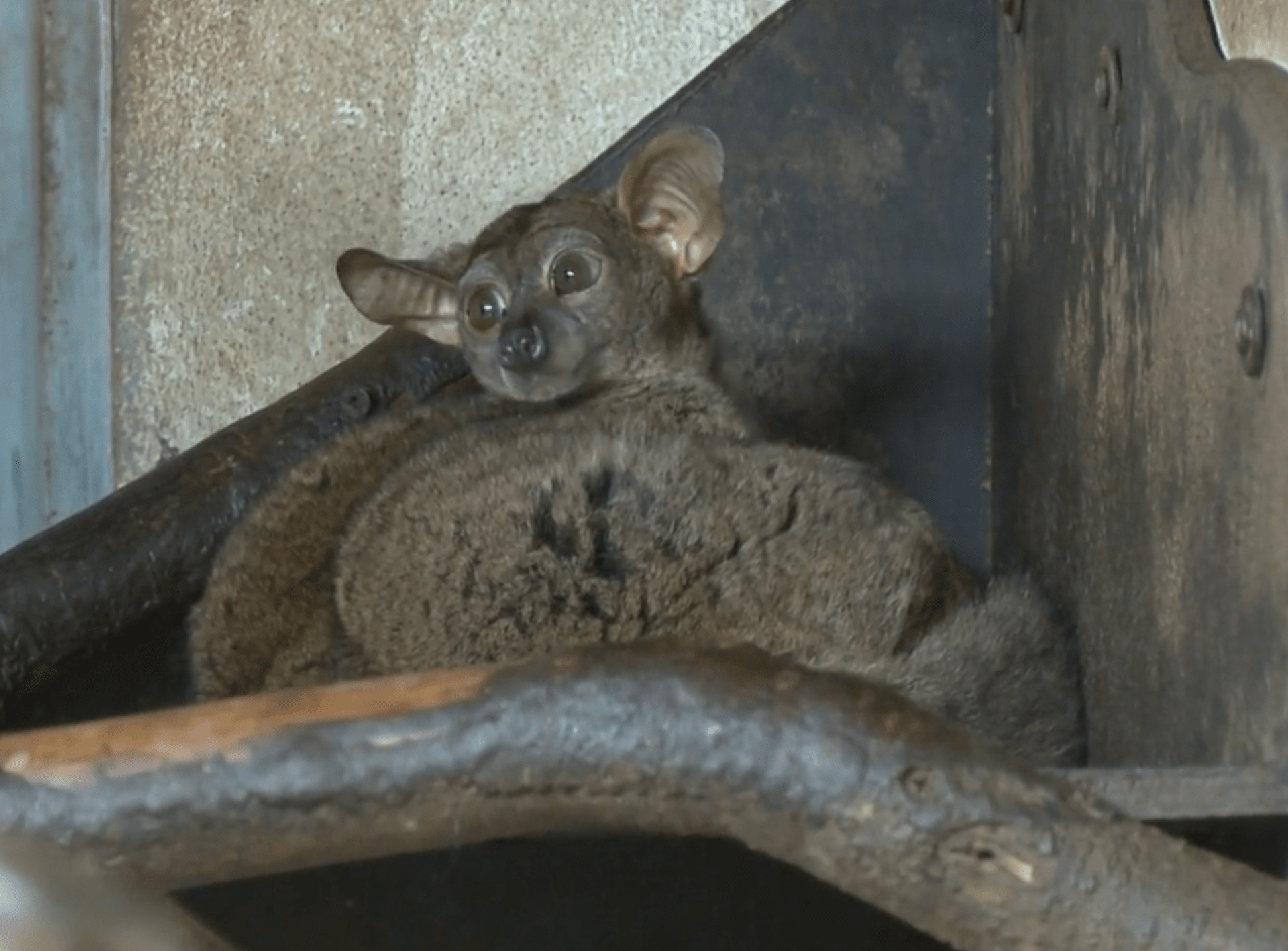 Jihlavská Zoo nabízí noční prohlídky. Vidět při nich můžete živočichy, kteří přes den obvykle spí nebo se neradi ukazují