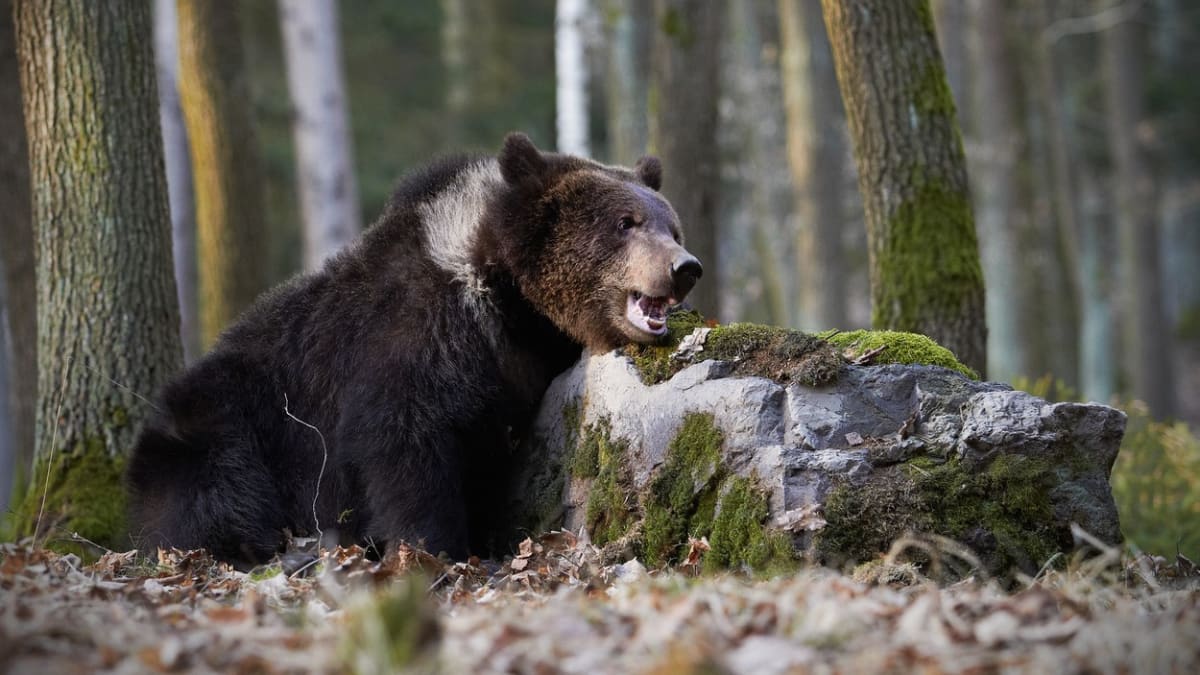 Medvěd hnědý na Slovensku napadl 55letého muže. (Ilustrační snímek)
