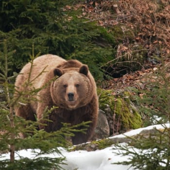 Medvěd hnědý (Ilustrační snímek)