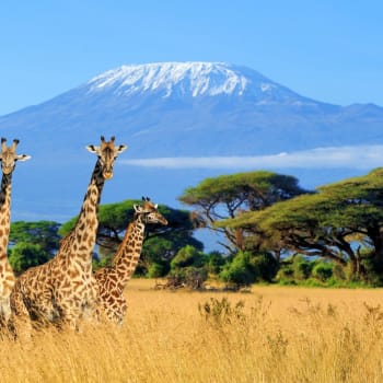 Keňský národní park na jehož horizontu se tyčí Kilimandžáro