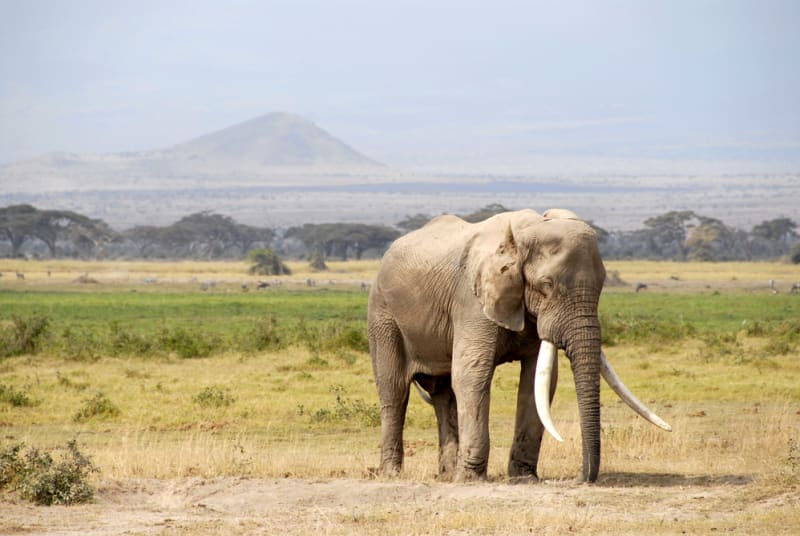 Slon v keňském národním parku