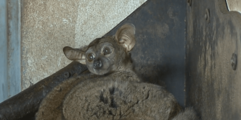 Jihlavská Zoo nabízí noční prohlídky. Vidět při nich můžete živočichy, kteří přes den obvykle spí nebo se neradi ukazují