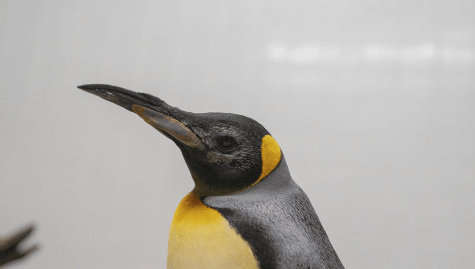 Šestici tučňáků se podařilo vrátit zrak.
