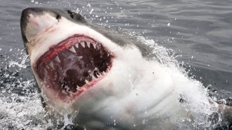 Největší bílý žralok světa je neskutečné monstrum. Podívejte se na giganta hlubin