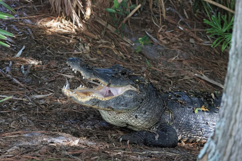 Tělo 2letého chlapce našli detektivové v tlamě aligátora. (Ilustrační foto)