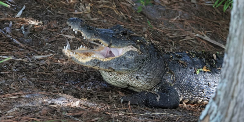 Tělo 2letého chlapce našli detektivové v tlamě aligátora. (Ilustrační foto)