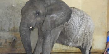 Z řetězu na svobodu: Slonice z Portorika po 35 letech v zoo míří do azylu