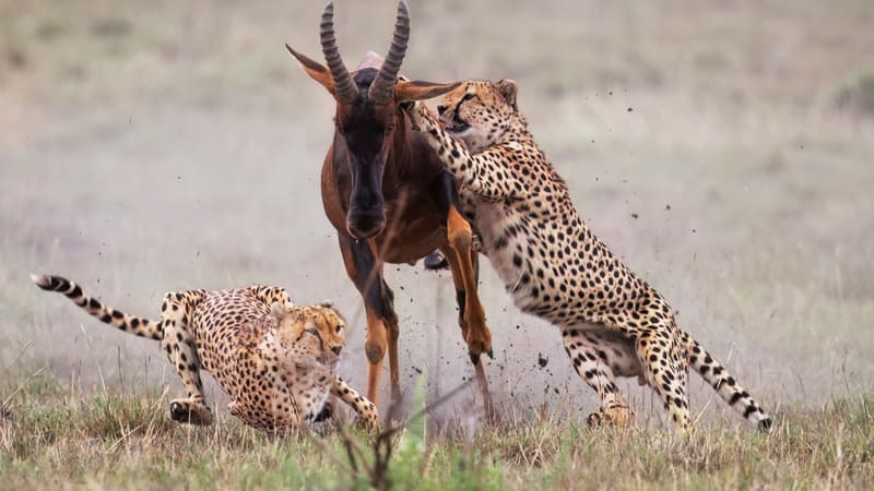 Gepard loví jako smrtonosné torpédo. Podívejte se, jak přesně míří na slabé místo kořisti