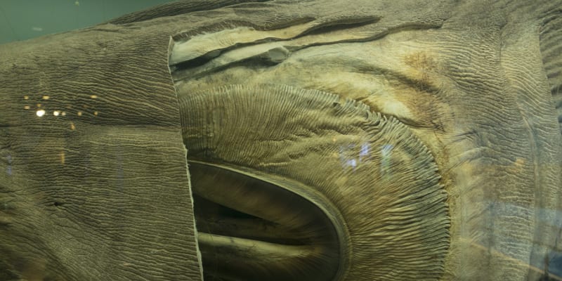 Detail podivuhodné tlamy velkoústého žraloka