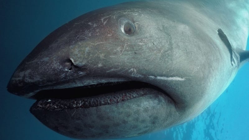 Nejvzácnějšího žraloka světa spatřilo jen pár šťastlivců. Poprvé se povedlo natočit hned dva najednou
