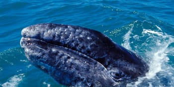 CNN: Třicet dravých kosatek zaútočilo na dospělé velryby. To jsem ještě nezažil, říká expert