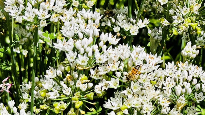 Česneková pažitka  Kvete zhruba od června do srpna množstvím drobných bílých květů, které mají hvězdicovitý tvar. Dorůstá do výšky 35 až 55 cm.