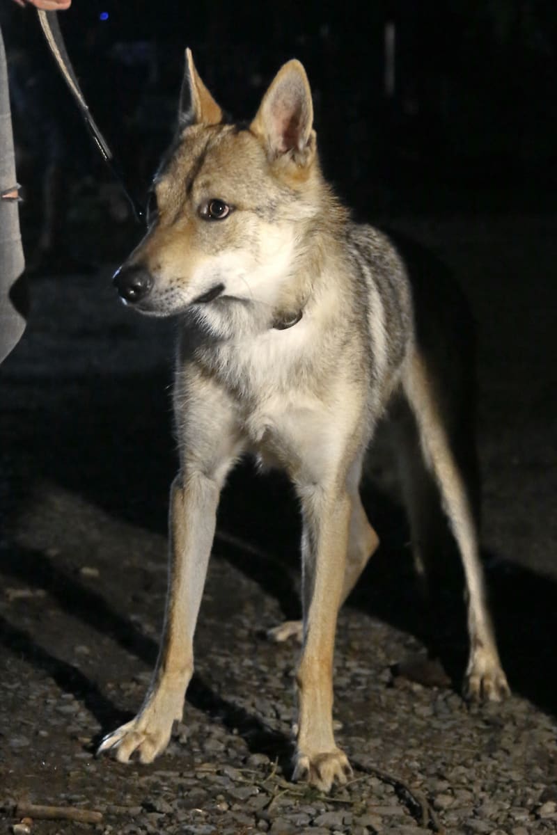 Vlka si v seriálu Zákony vlka zahrál Československý vlčák.