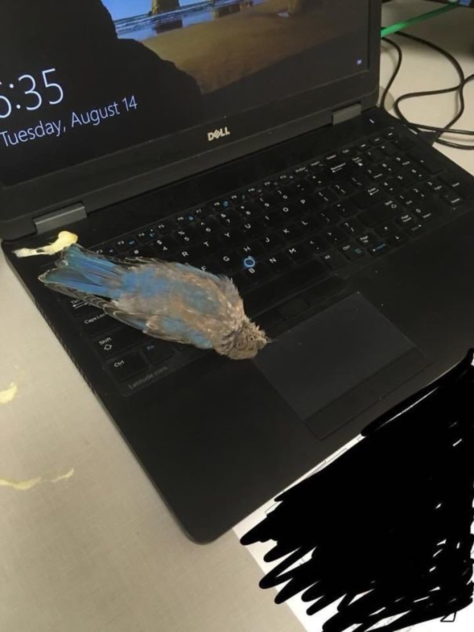 Do bytu mu vlétl pták, vykálel se na počítač a pak umřel