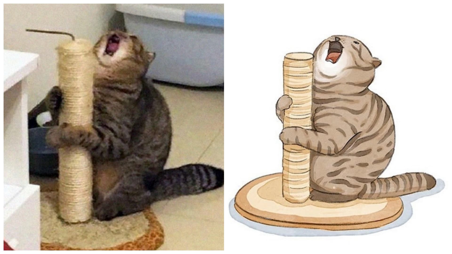 Vtipné obrazy ze slavných kočičích fotek