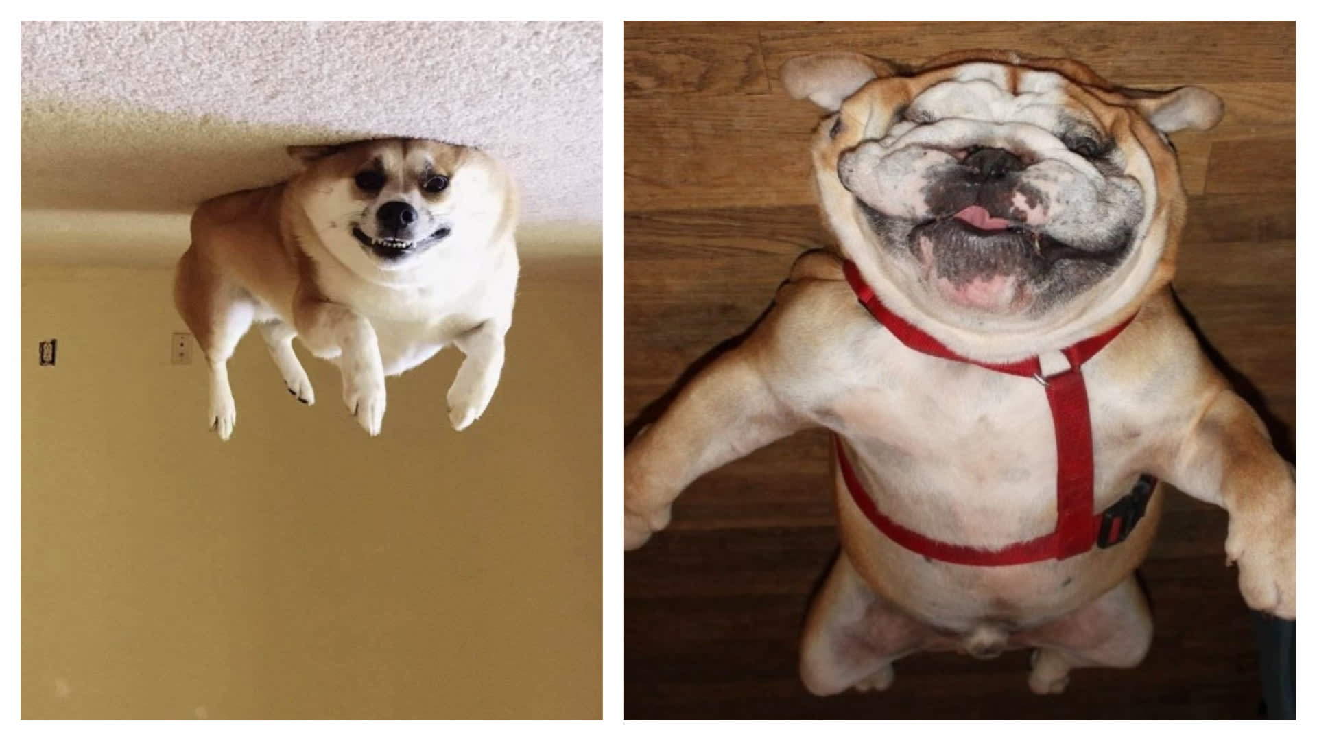 Tihle psi jsou prostě top strop!