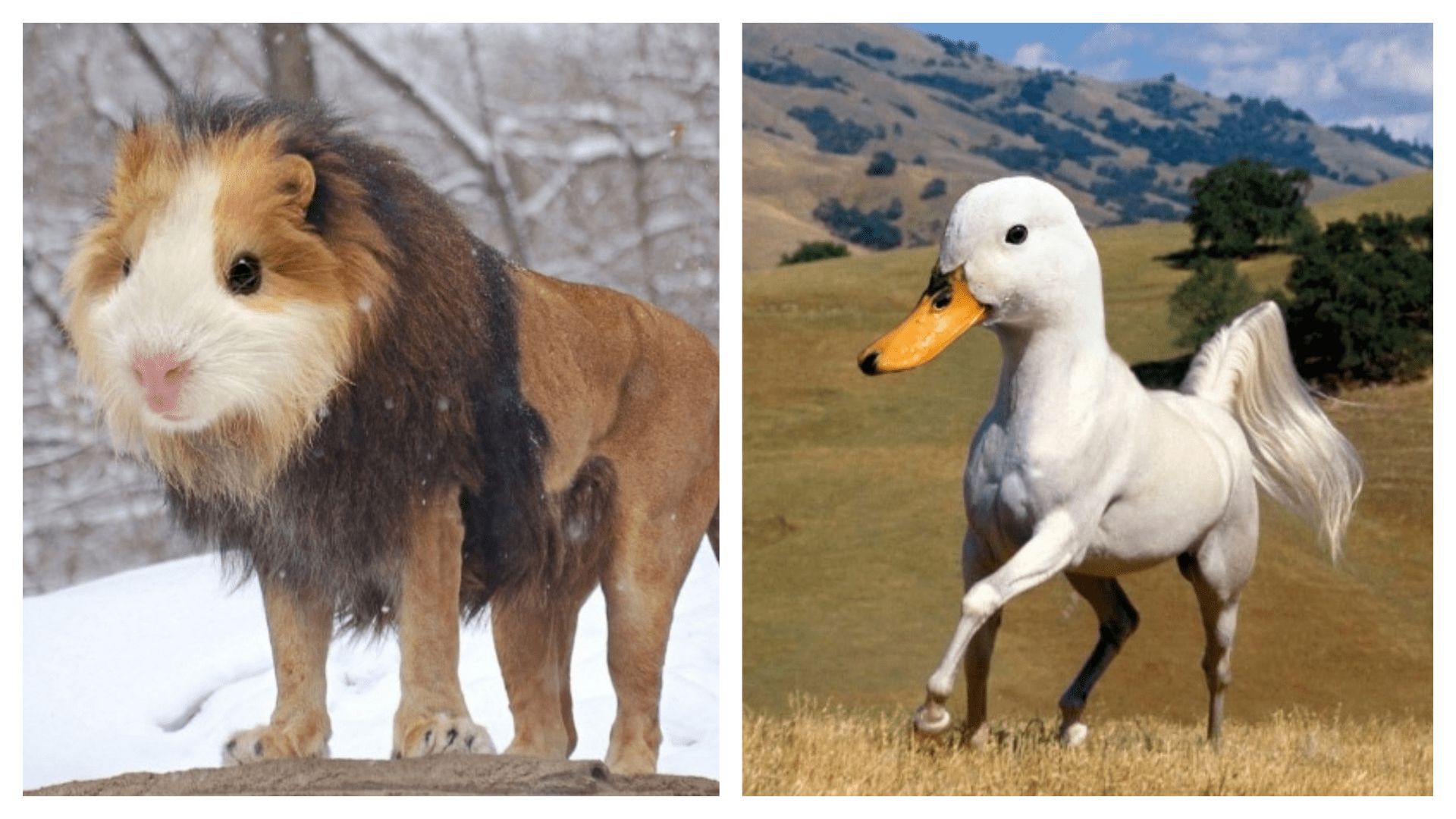 Hybridní zvířata
