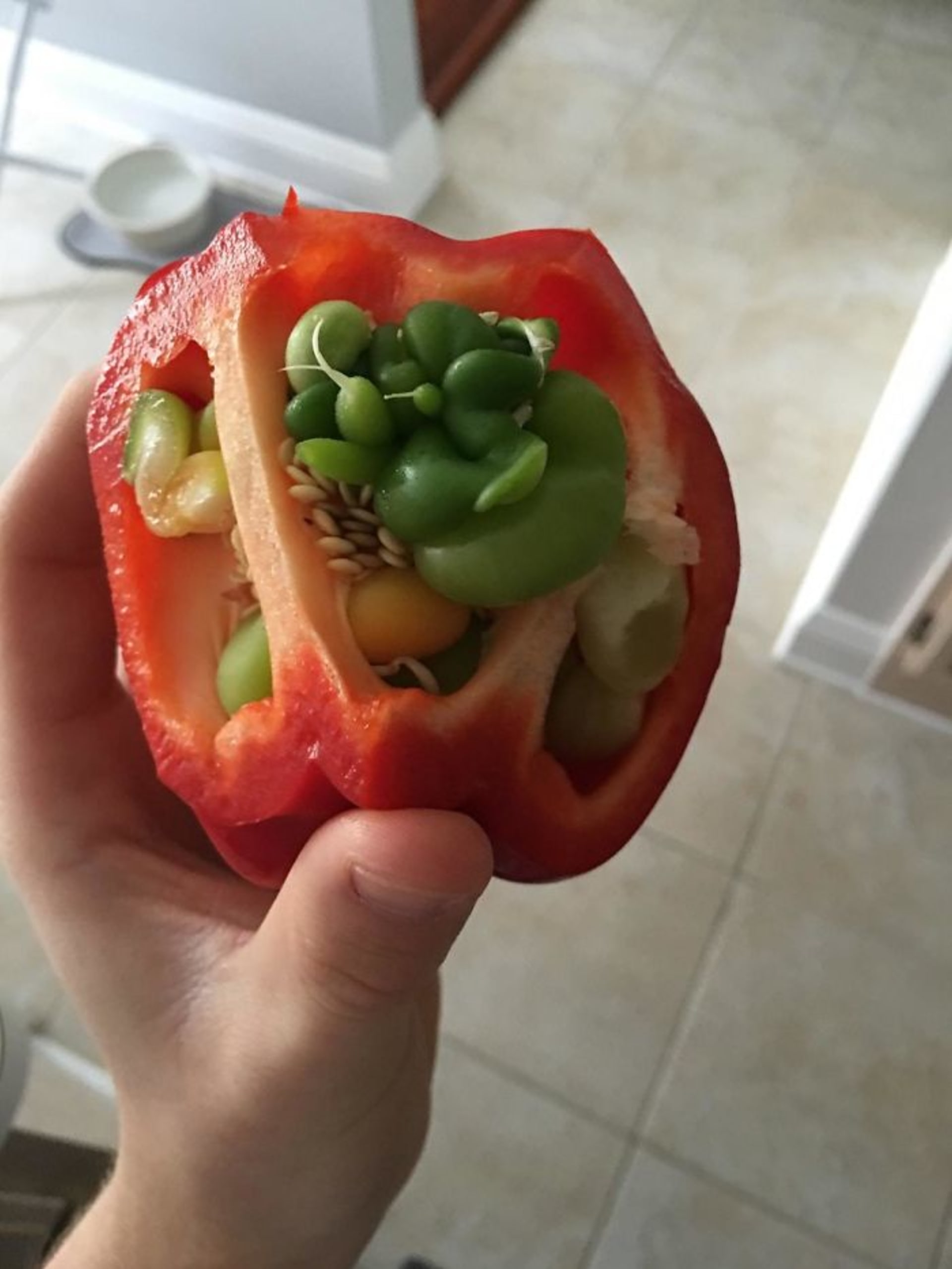 Zelené papriky uvnitř červené? Zajímavé!