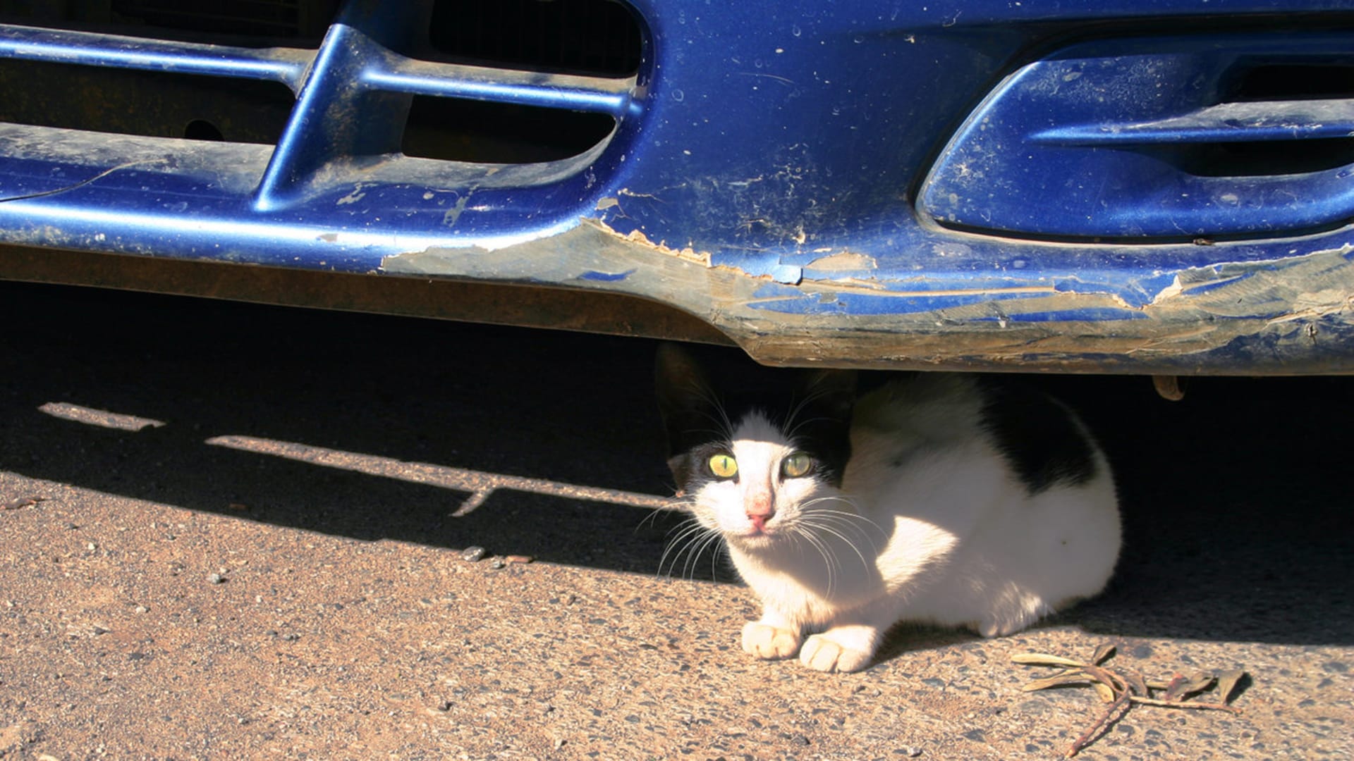 Pro záchranu koťátka zastavili rušnou dálnici