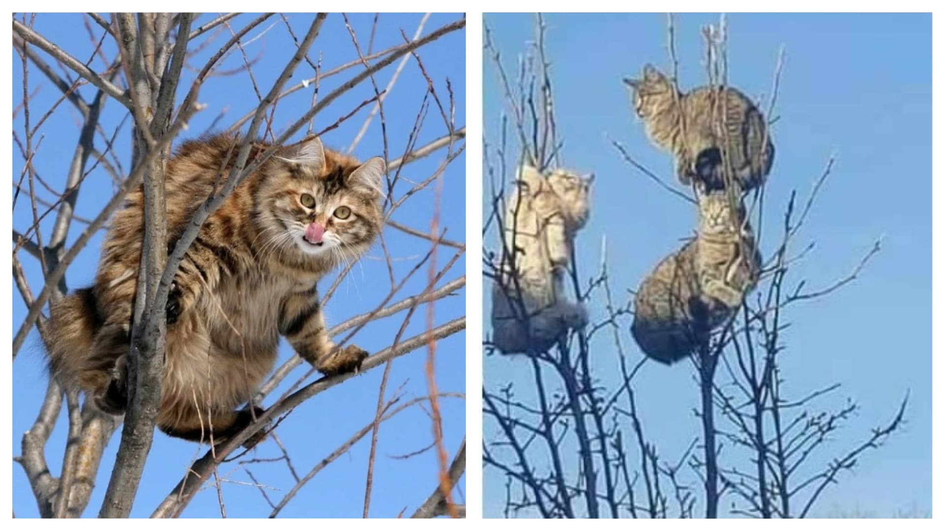 Kočky na stromech