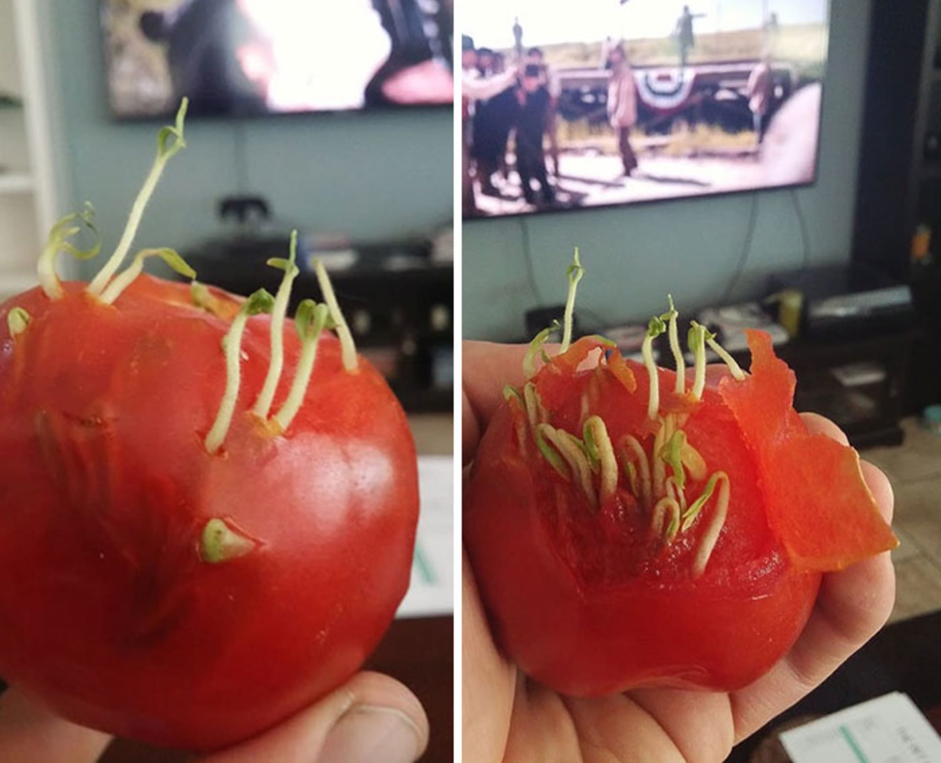 A ještě jeden rajčatový horor