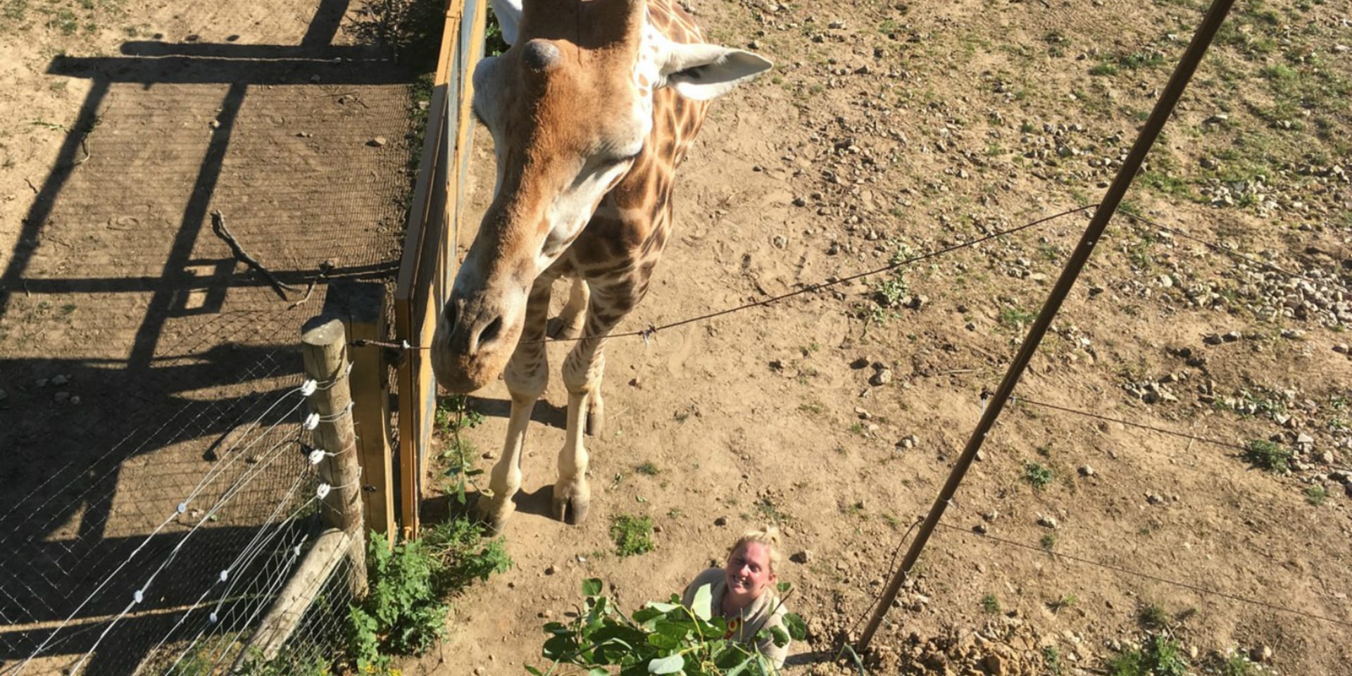 Je libo žirafí selfíčko?