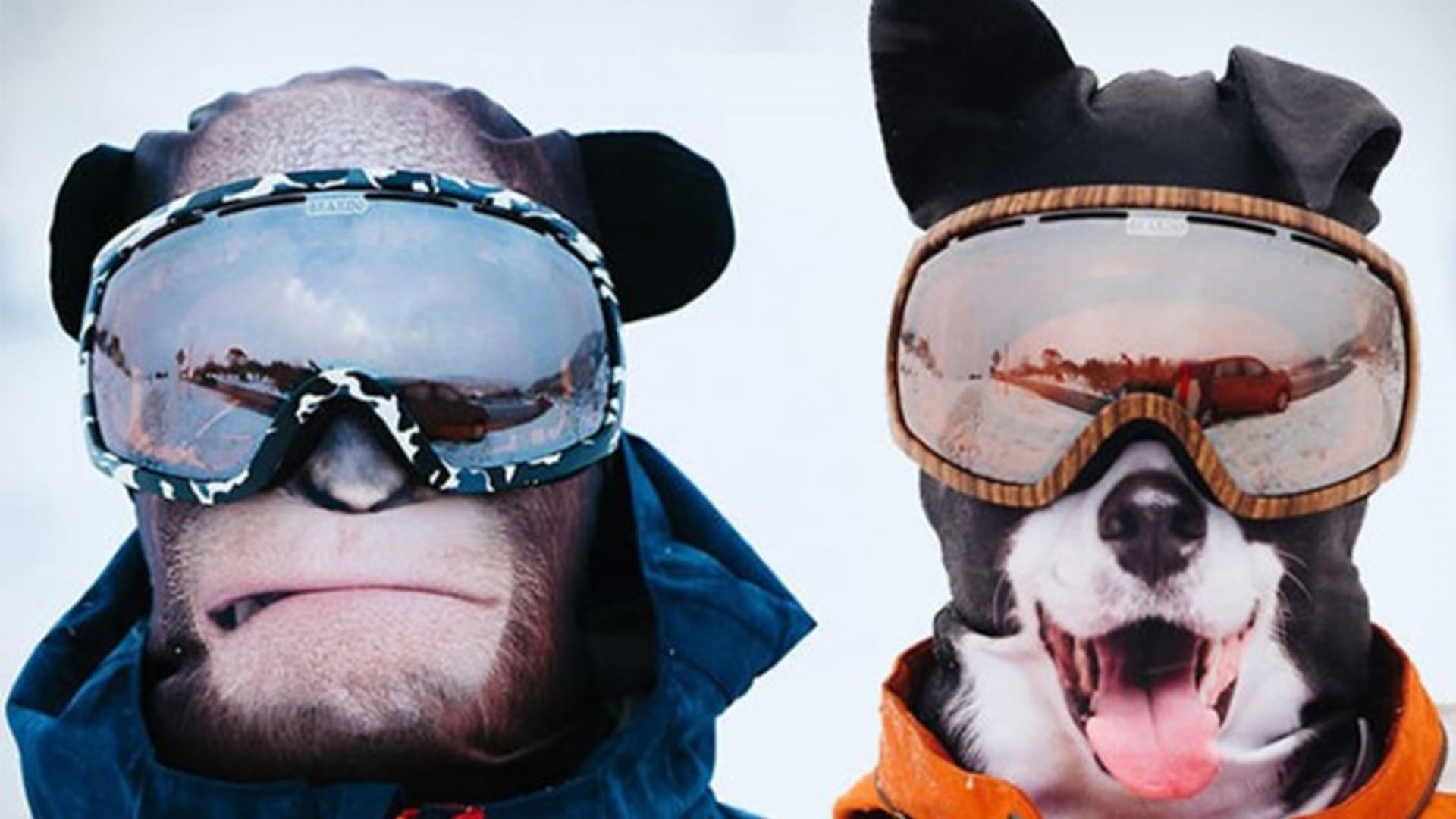 Zvířecí masky na lyžování
