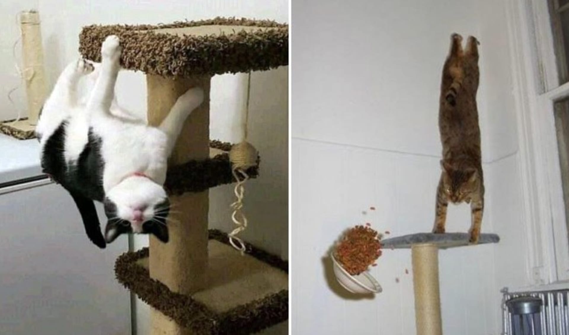 Kočky proti gravitaci