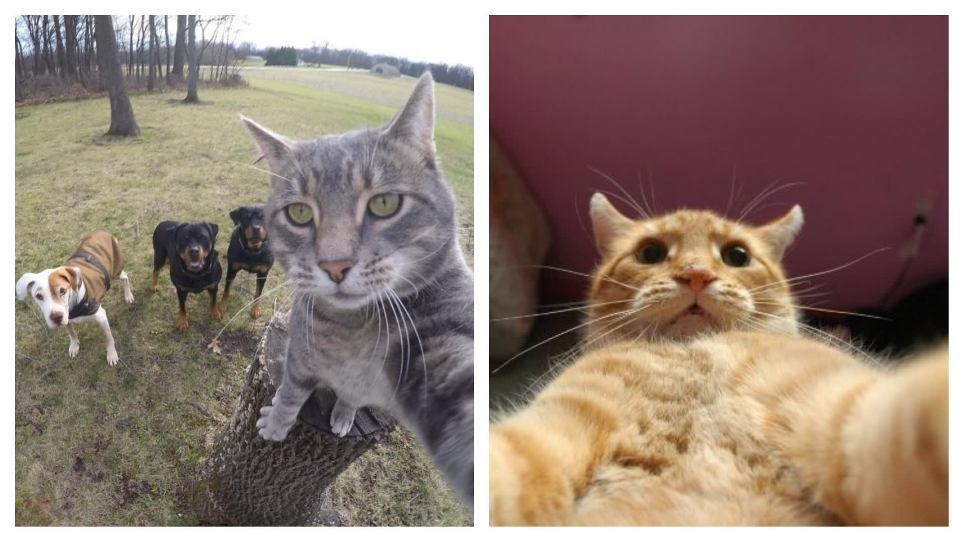 Kočičí selfies