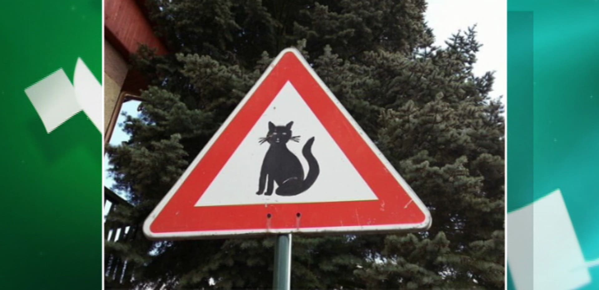 Pozor! Mrouskající se kočky