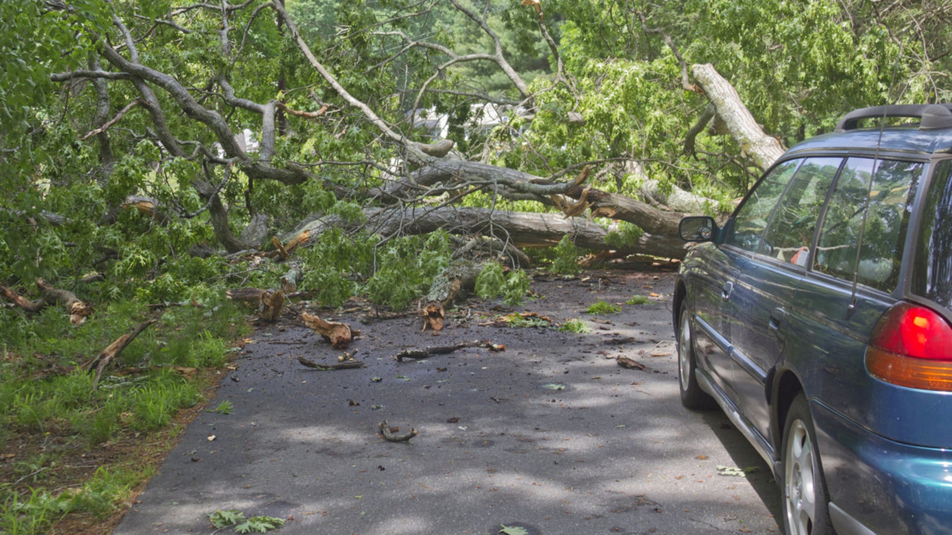 Pád stromu na auto často mívá tragické následky.