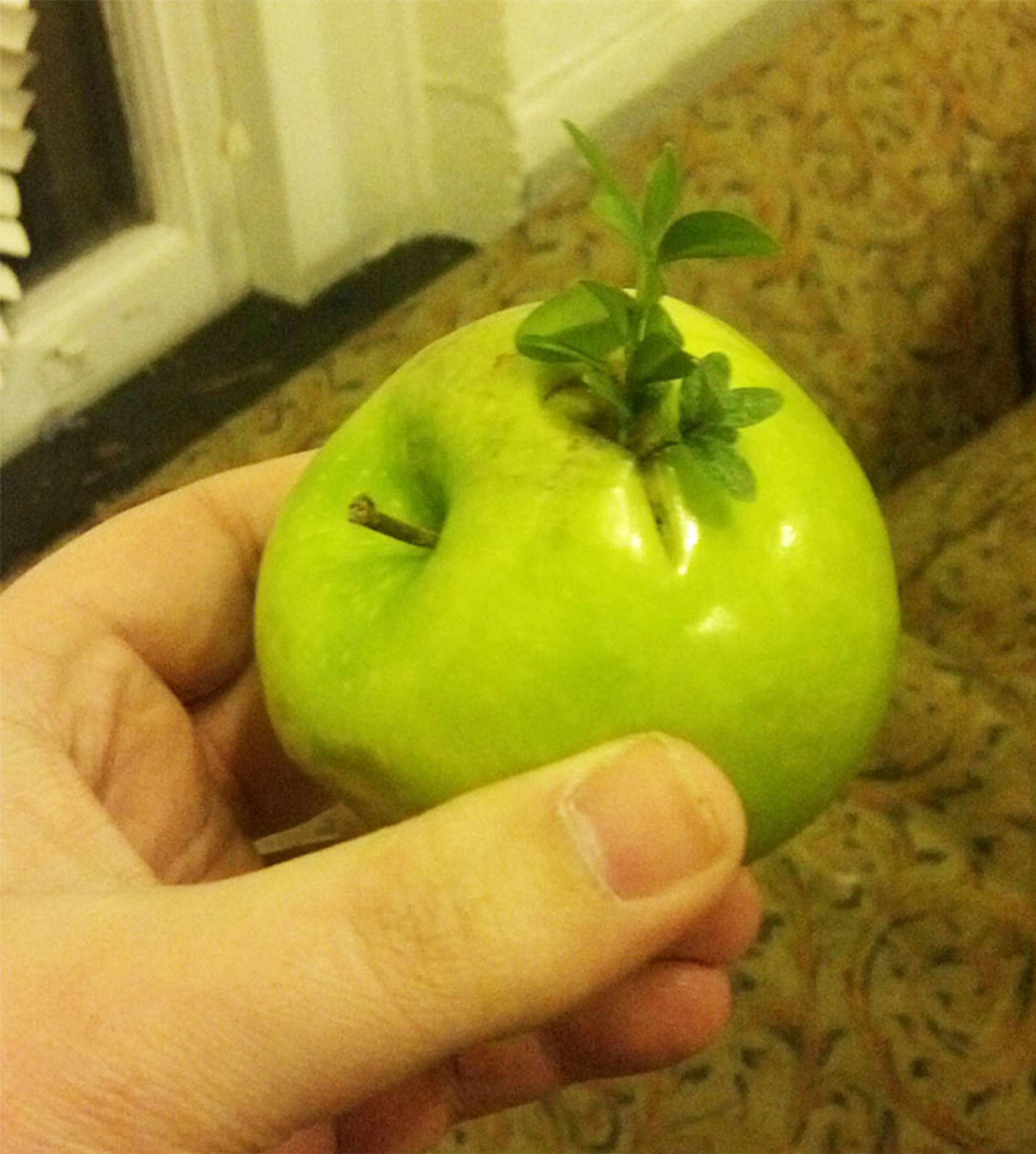 A na jablíčku roste strom