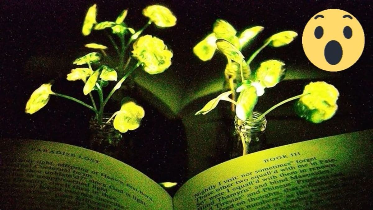 Američtí vědci vyvinuli svítící rostliny