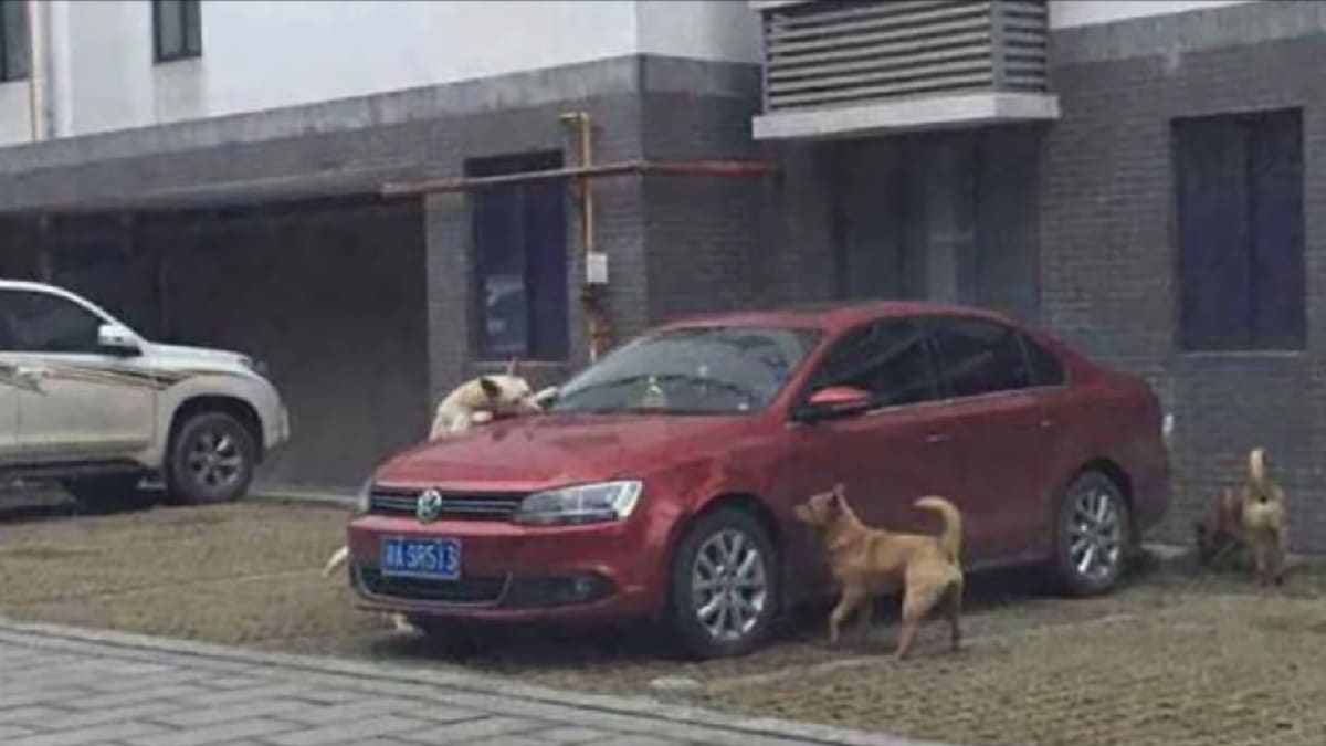 Divocí psi se pomstili na autě