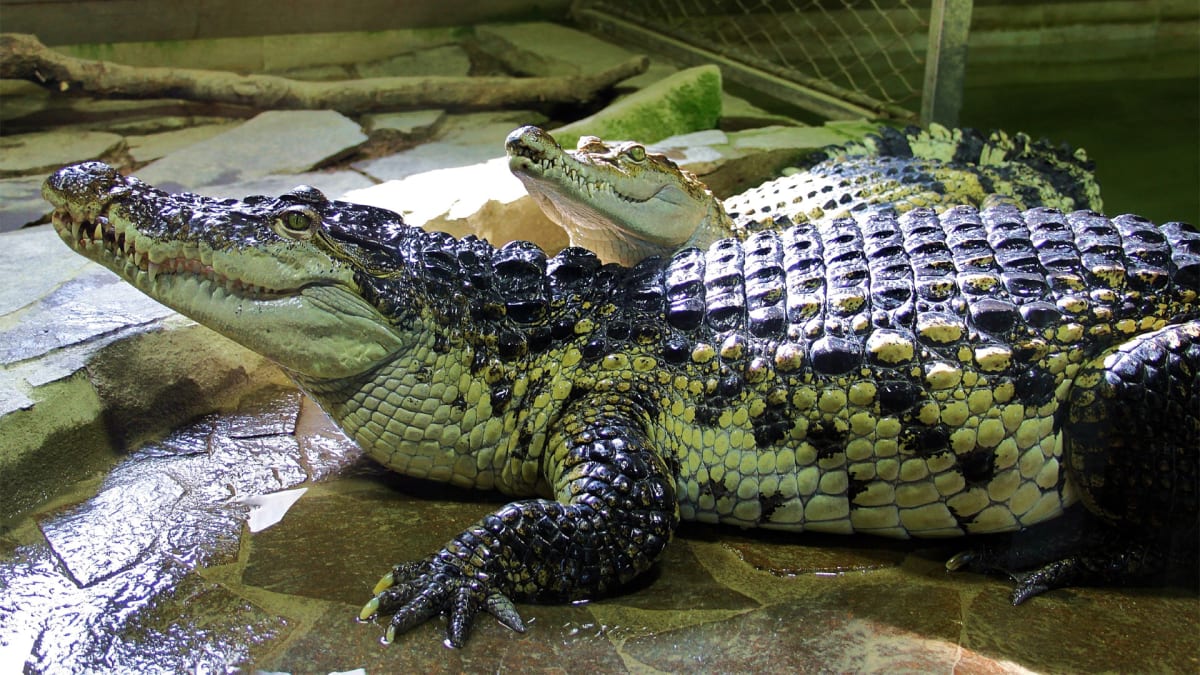 Působivá krokodýlí ZOO v Protivíně.