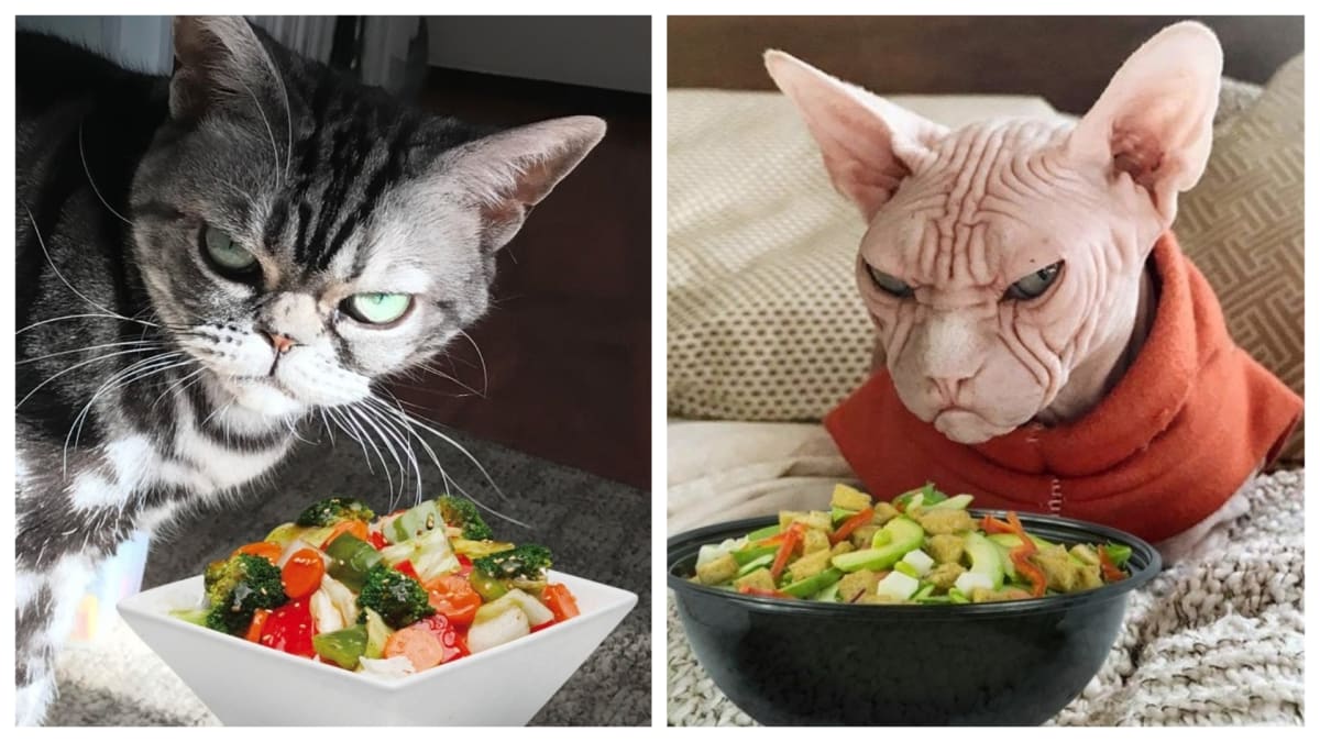Kočky a saláty