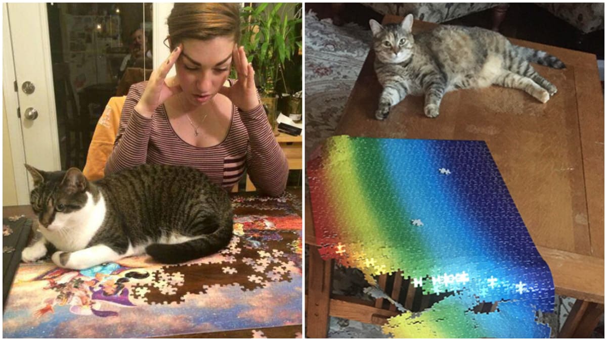 Kočky pomáhají lidem sestavit puzzle