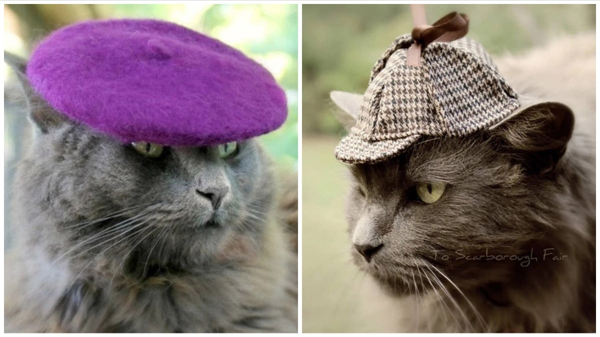 Kočičí klobouky