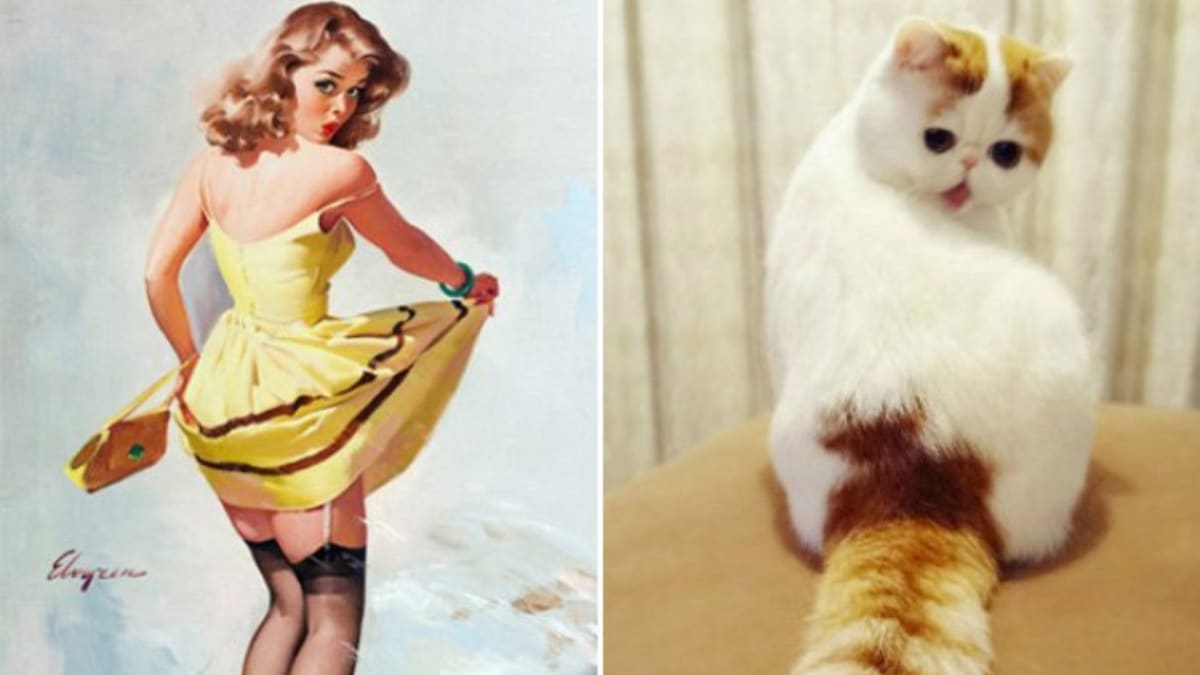 Kočky jako pin-up modelky