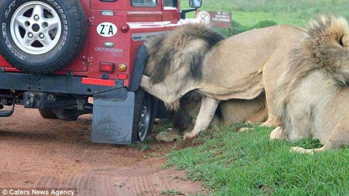 Lvi přepadli auto s turisty v Serengeti