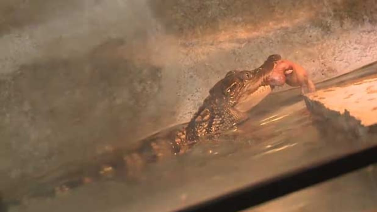 Těžká dřina III (15) - krmení krokodýlích mláďat