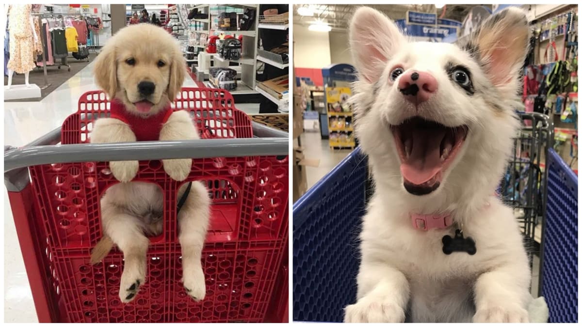 Psi na nákupech