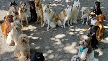 Dokonalé skupinové fotky psů