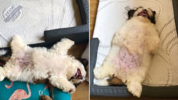 18 fotek psa, který spí jen na zádech a vždycky u toho vypadá dokonale