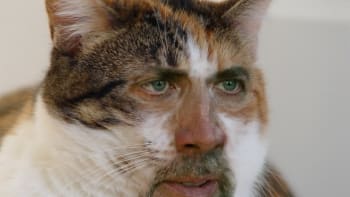 Kočky, co mají tvář jako Nicolas Cage
