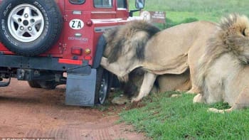 Lvi zaútočili na auto s turisty. Odolávalo přes hodinu