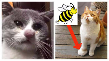 GALERIE: 8 vtipných fotek koček, které dostaly tvrdou lekci - něco je štíplo!